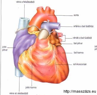 reflexológia szív egészsége